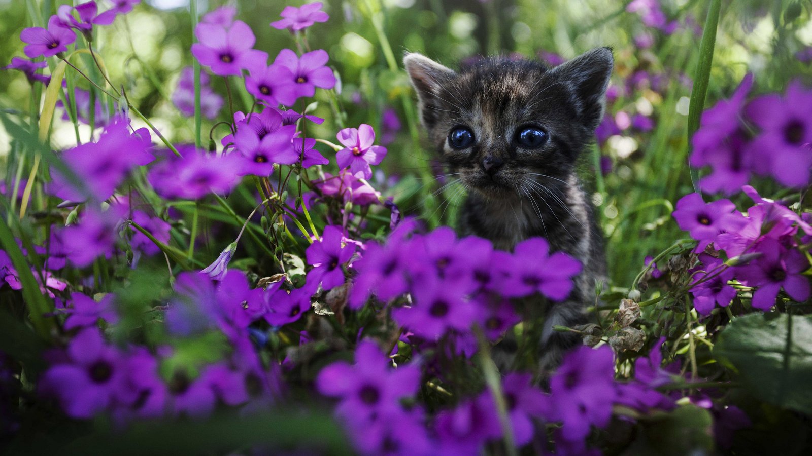 Обои цветы, мордочка, взгляд, котенок, flowers, muzzle, look, kitty разрешение 2048x1365 Загрузить