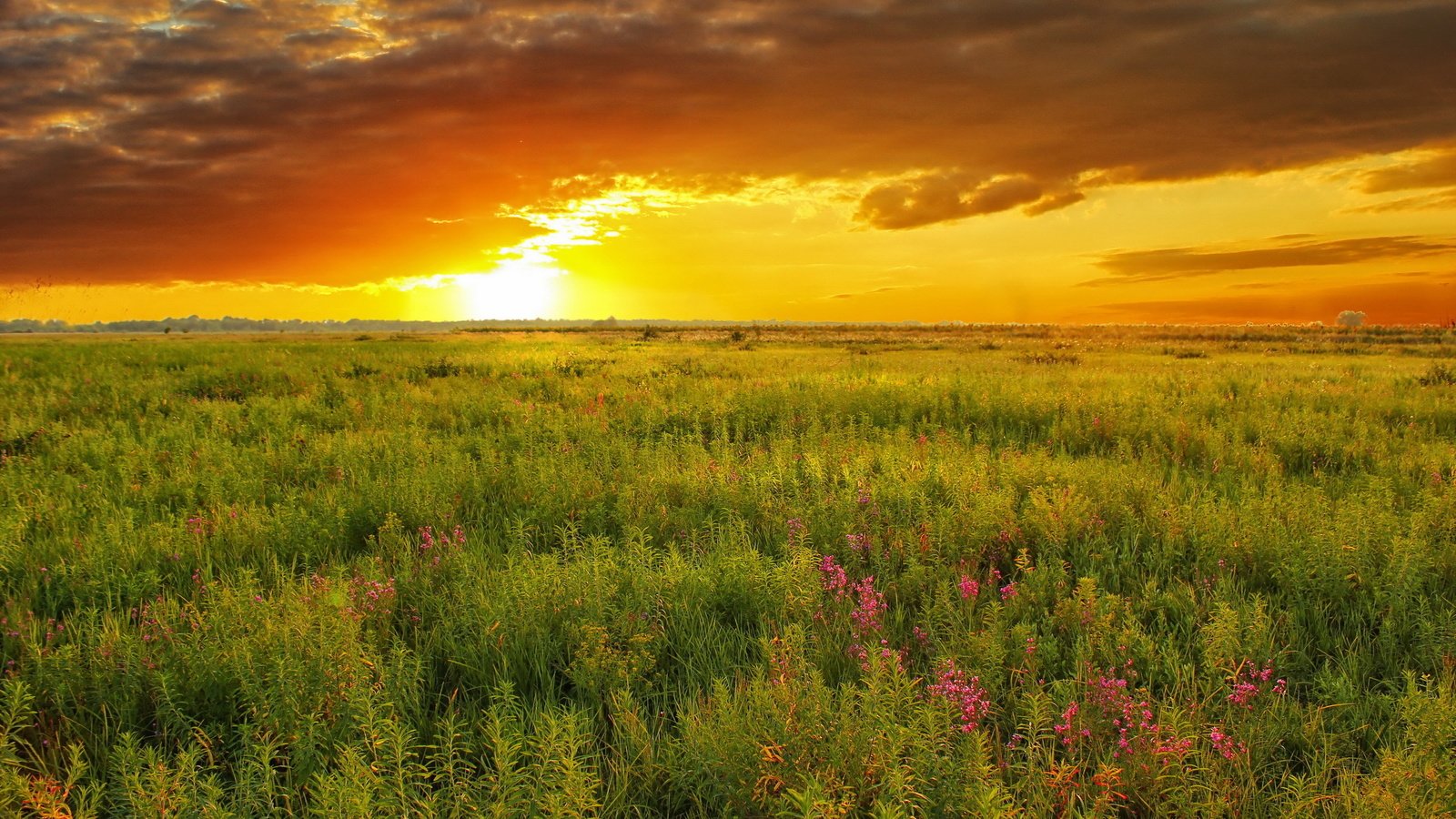 Обои небо, природа, закат, лето, луг, the sky, nature, sunset, summer, meadow разрешение 2560x1600 Загрузить