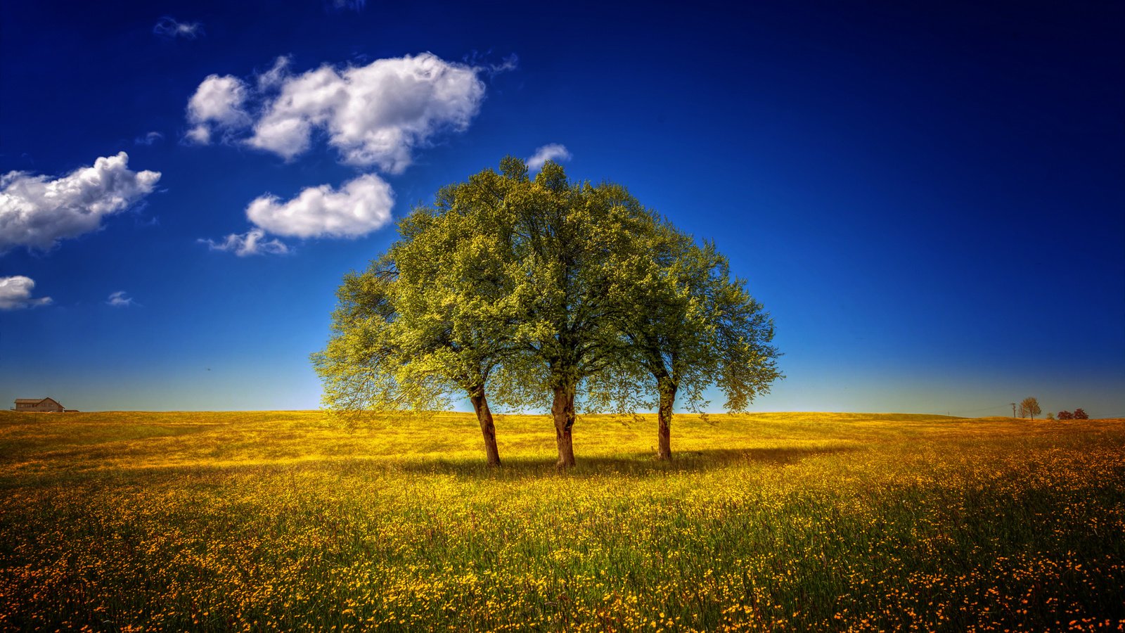 Обои небо, цветы, деревья, пейзаж, поле, луг, the sky, flowers, trees, landscape, field, meadow разрешение 1920x1280 Загрузить