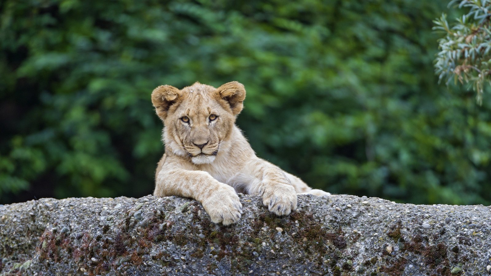 Обои лев, львёнок, детеныш, leo, lion, cub разрешение 1920x1278 Загрузить