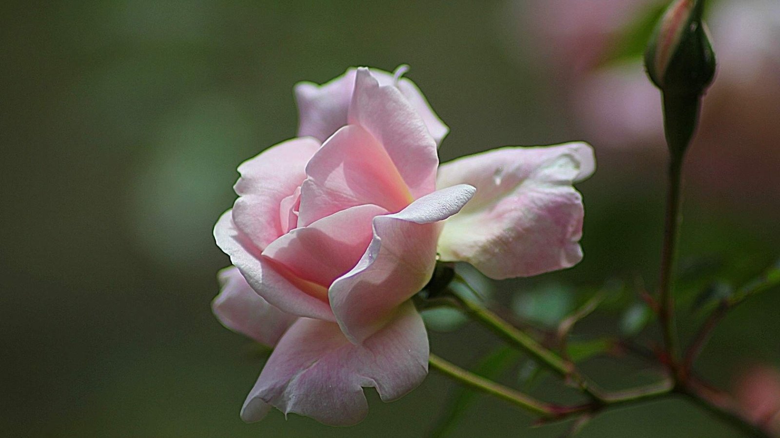 Обои бутоны, цветок, роза, розовая, buds, flower, rose, pink разрешение 1920x1200 Загрузить