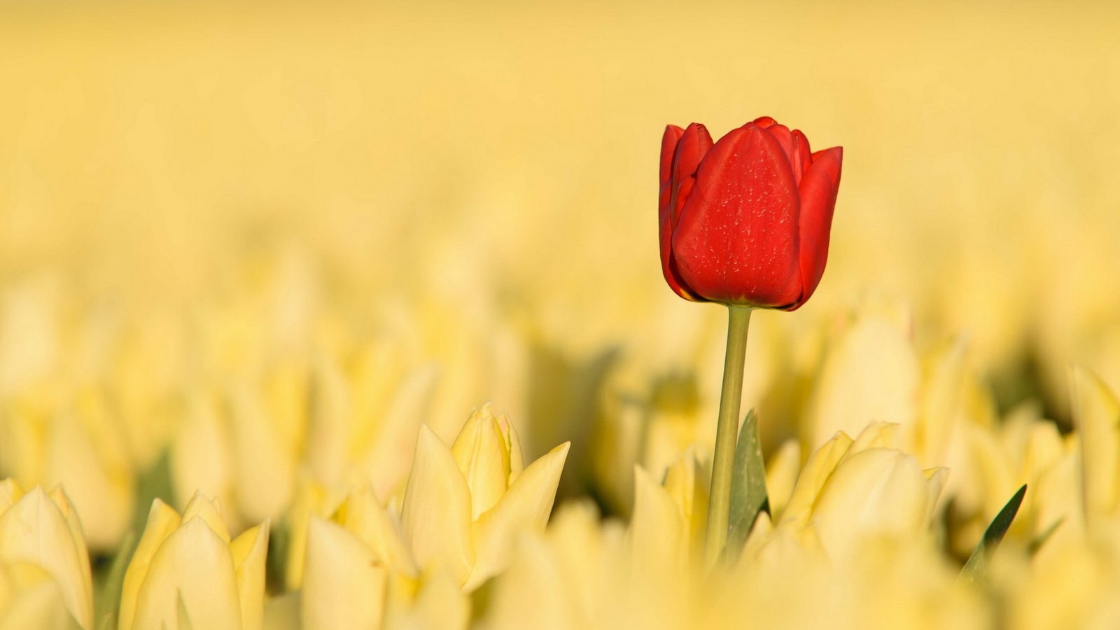 Обои цветы, природа, красный, весна, тюльпаны, желтые, flowers, nature, red, spring, tulips, yellow разрешение 1920x1200 Загрузить