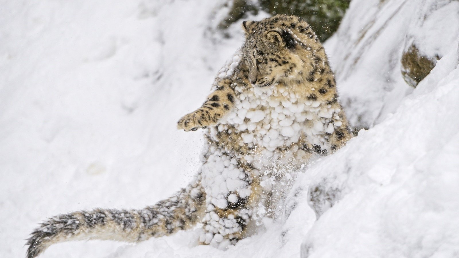 Обои снег, снежный леопард, котенок, хищник, снежный барс, ирбис, барс, дикая кошка, детеныш, snow, kitty, predator, snow leopard, irbis, bars, wild cat, cub разрешение 2048x1363 Загрузить