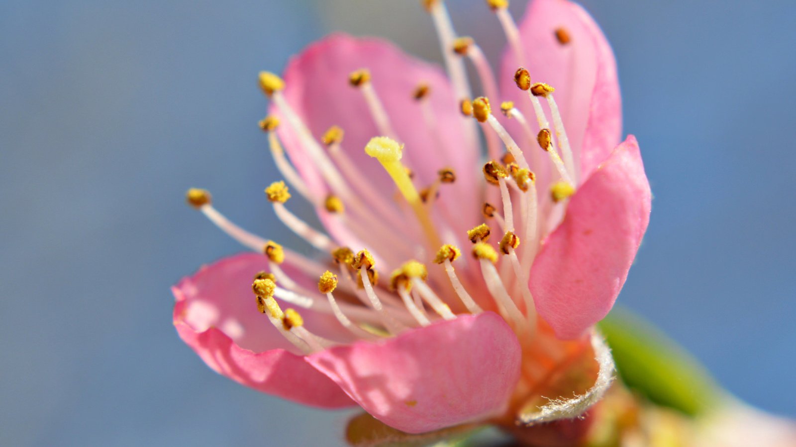 Обои небо, цветок, лепестки, сад, тычинки, весна, the sky, flower, petals, garden, stamens, spring разрешение 2048x1362 Загрузить