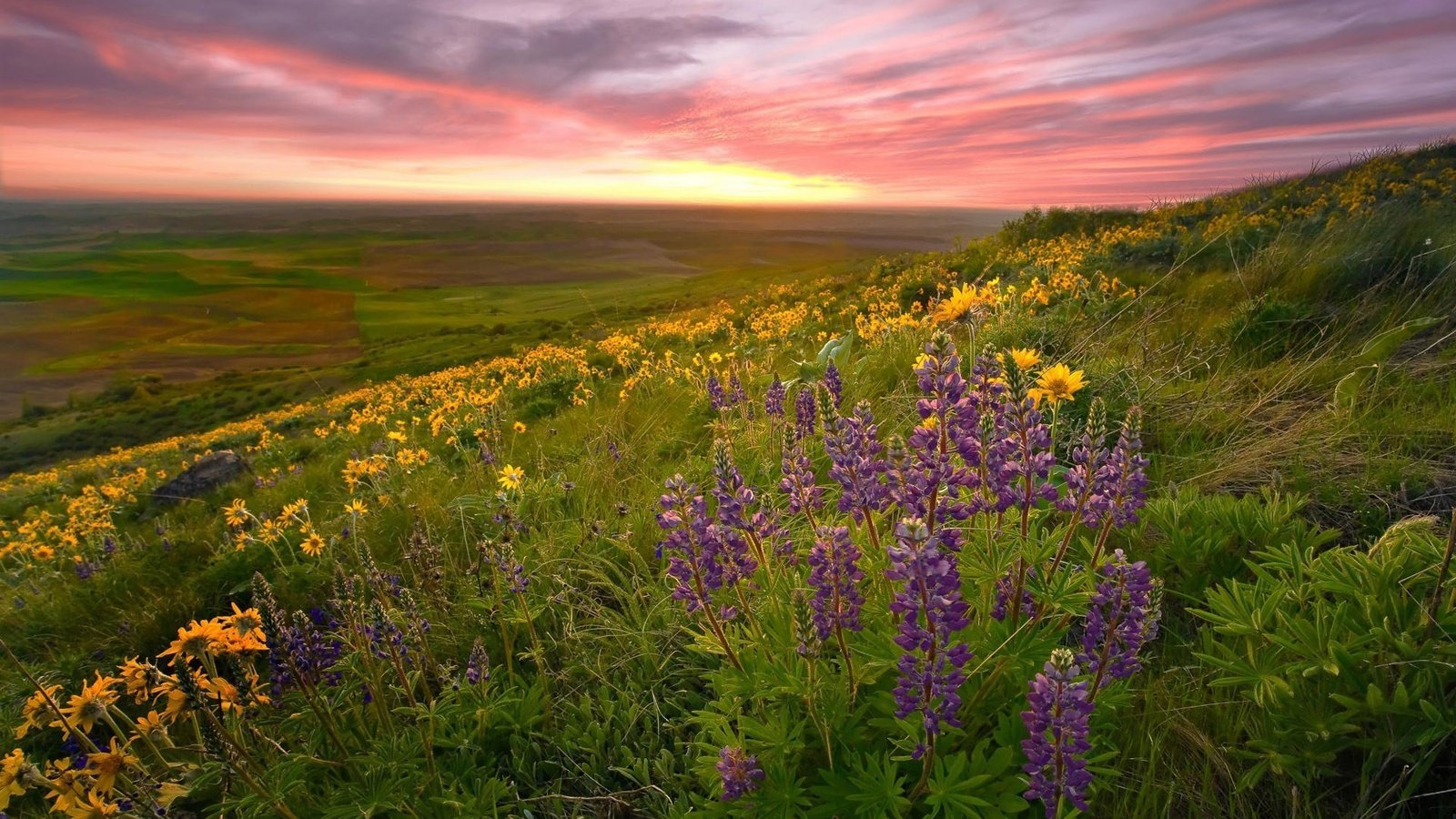 Обои природа, пейзаж, поле, луг, цветы.закат, nature, landscape, field, meadow, flowers.sunset разрешение 1920x1200 Загрузить