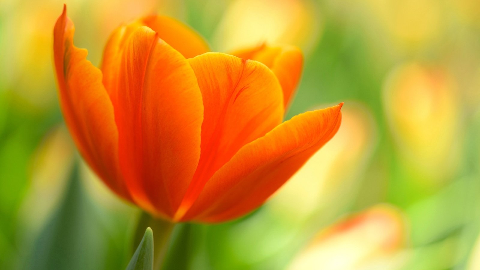 Обои природа, макро, цветок, лепестки, оранжевый, тюльпан, nature, macro, flower, petals, orange, tulip разрешение 2048x1363 Загрузить