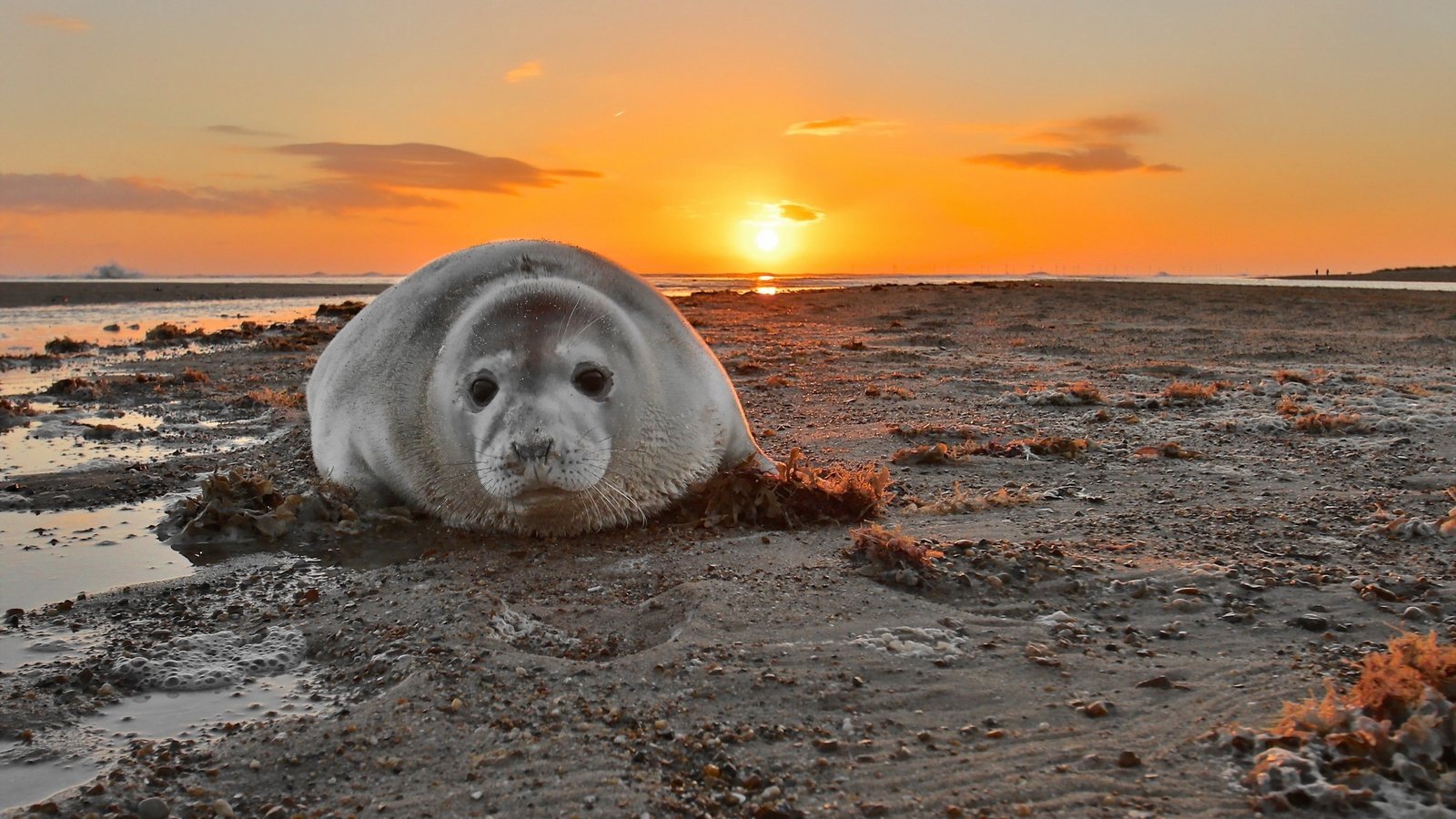 Обои закат, море, тюлень, grey seal, печать. закат, sunset, sea, seal, seal. sunset разрешение 2048x1192 Загрузить
