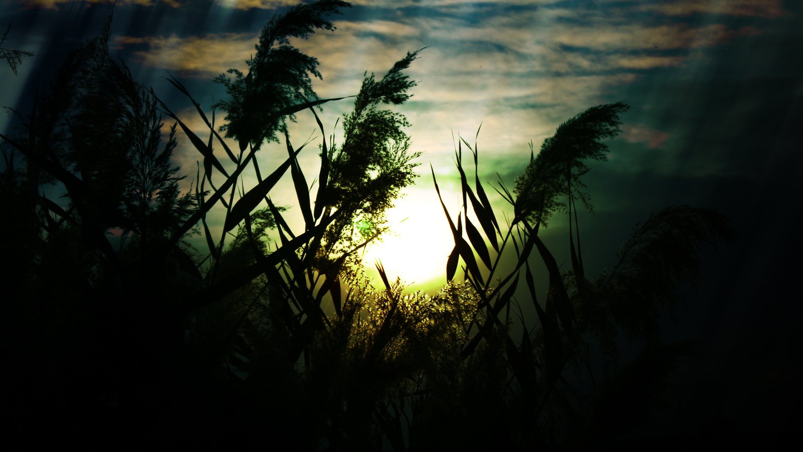 Обои небо, трава, облака, природа, макро, поле, колоски, the sky, grass, clouds, nature, macro, field, spikelets разрешение 1920x1200 Загрузить