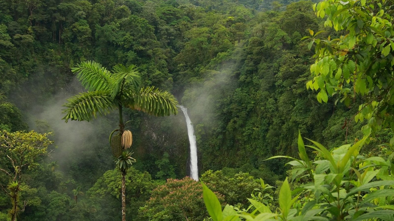 Обои природа, зелень, водопад, пальмы, тропики, джунгли, заповедник, тропический лес, nature, greens, waterfall, palm trees, tropics, jungle, reserve, rainforest разрешение 1920x1440 Загрузить