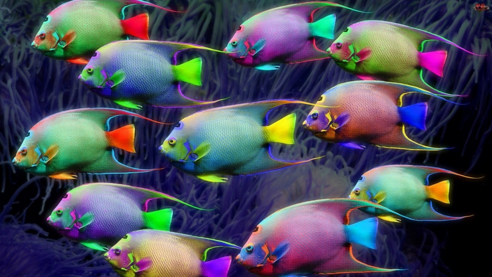 Обои неон, разноцветные, рыбки, рыбы, освещение, подводный мир, neon, colorful, fish, lighting, underwater world разрешение 1920x1080 Загрузить