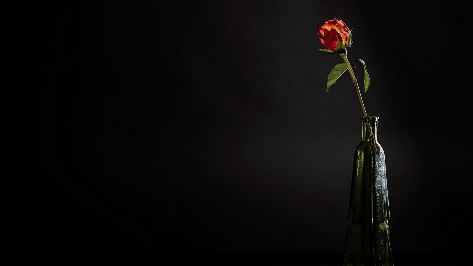 Обои цветок, роза, лепестки, бутон, черный фон, бутылка, стебель, flower, rose, petals, bud, black background, bottle, stem разрешение 1920x1200 Загрузить