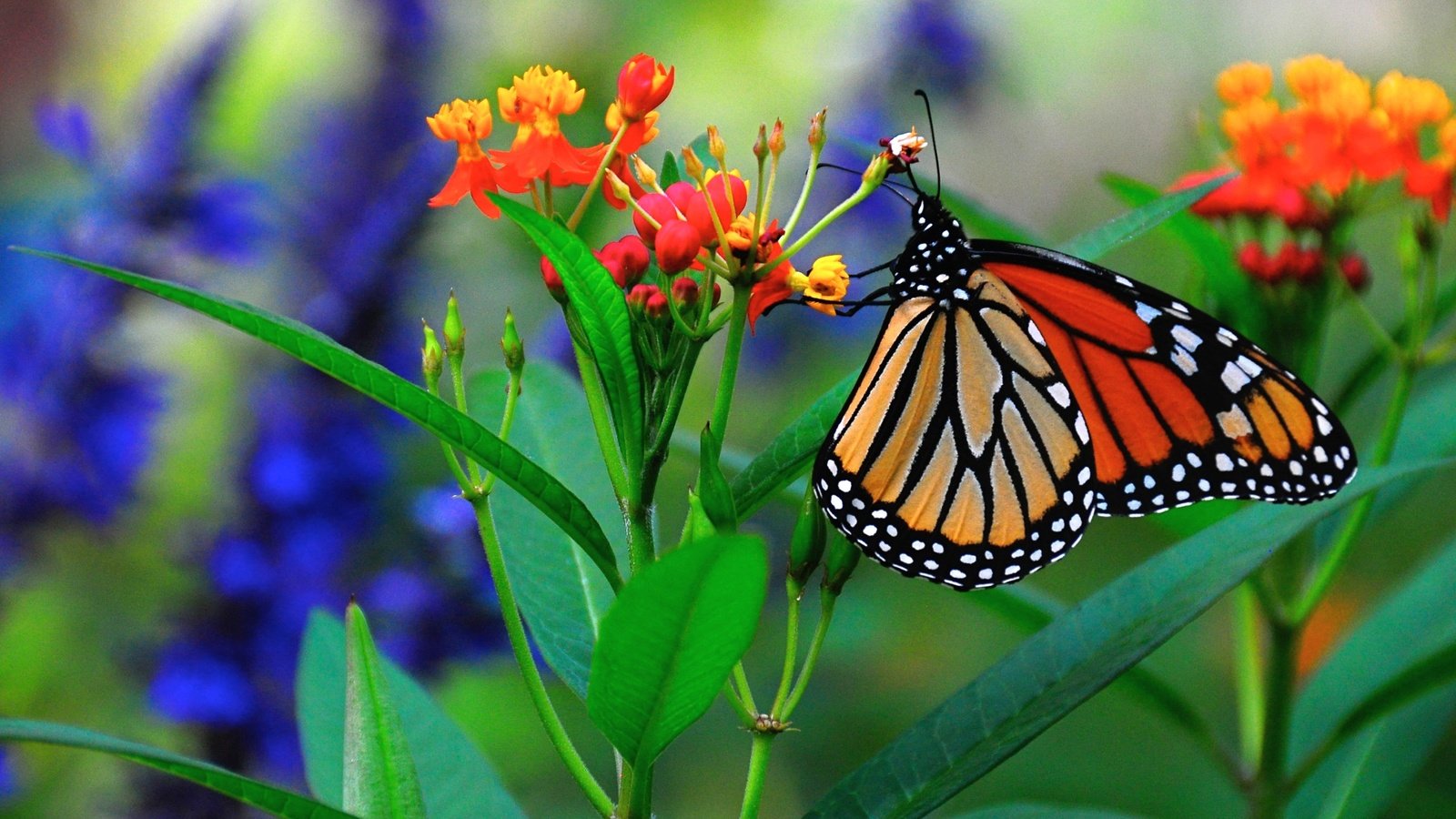 Обои макро, цветок, бабочка, насекомые, macro, flower, butterfly, insects разрешение 2880x1800 Загрузить