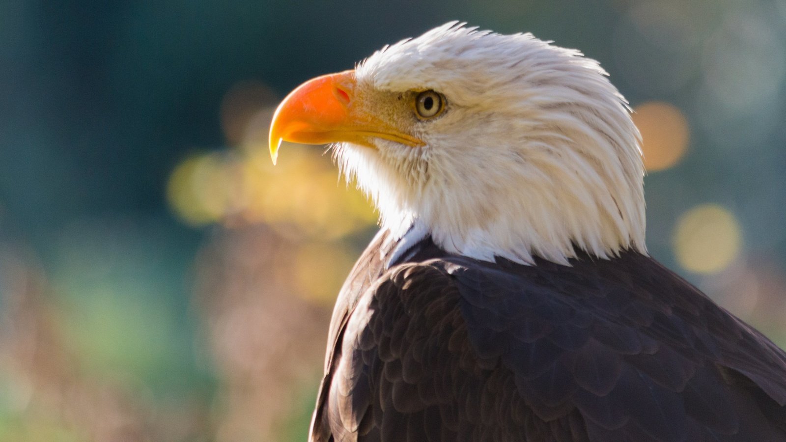 Обои хищник, птица, клюв, голова, белоголовый орлан, predator, bird, beak, head, bald eagle разрешение 3840x2160 Загрузить