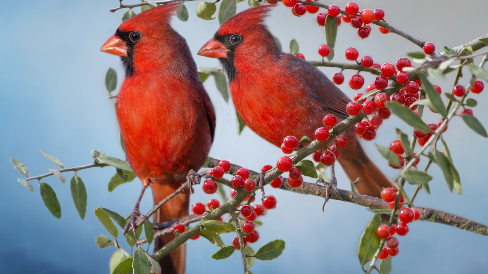 Обои ветки, птицы, парочка, ягоды, красный кардинал, кардиналы, branches, birds, a couple, berries, red cardinal, the cardinals разрешение 1920x1200 Загрузить