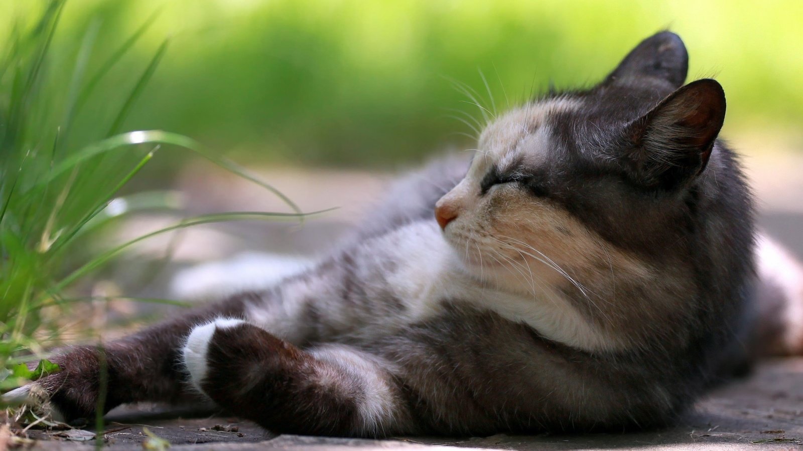 Обои кот, кошка, отдыхает, коты, травка, cat, resting, cats, weed разрешение 2560x1600 Загрузить