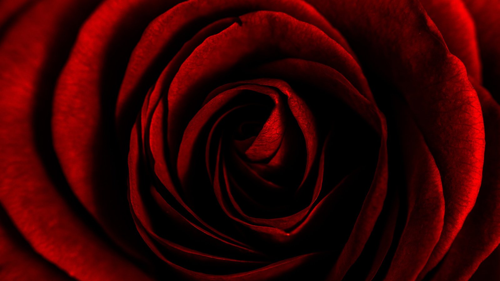 Обои макро, фон, цветок, роза, macro, background, flower, rose разрешение 2048x1365 Загрузить