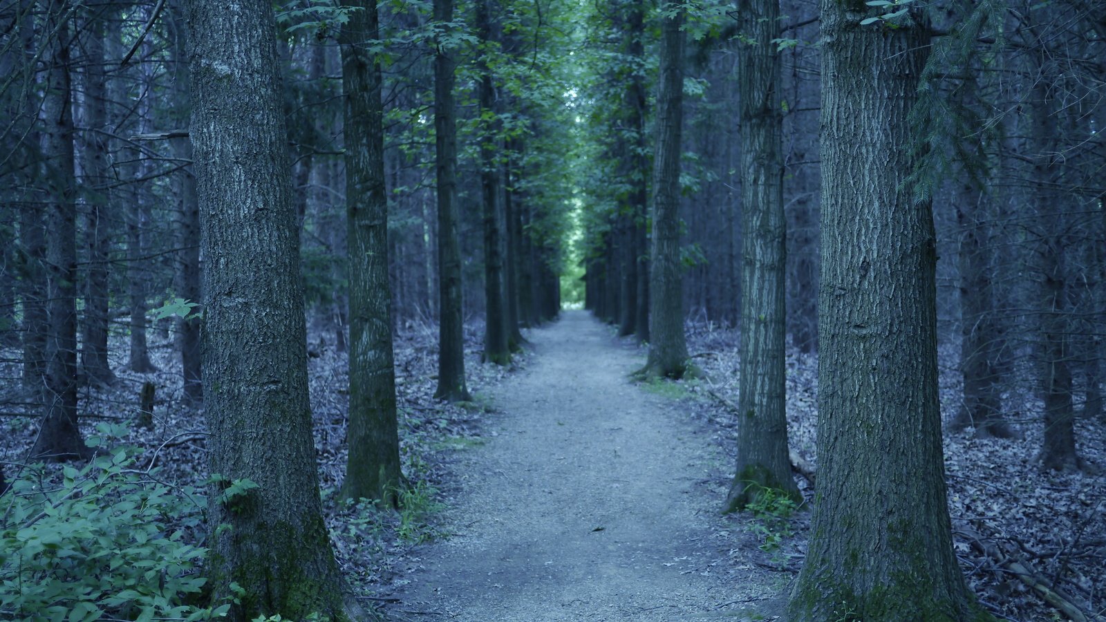 Обои деревья, природа, лес, trees, nature, forest разрешение 4592x3448 Загрузить