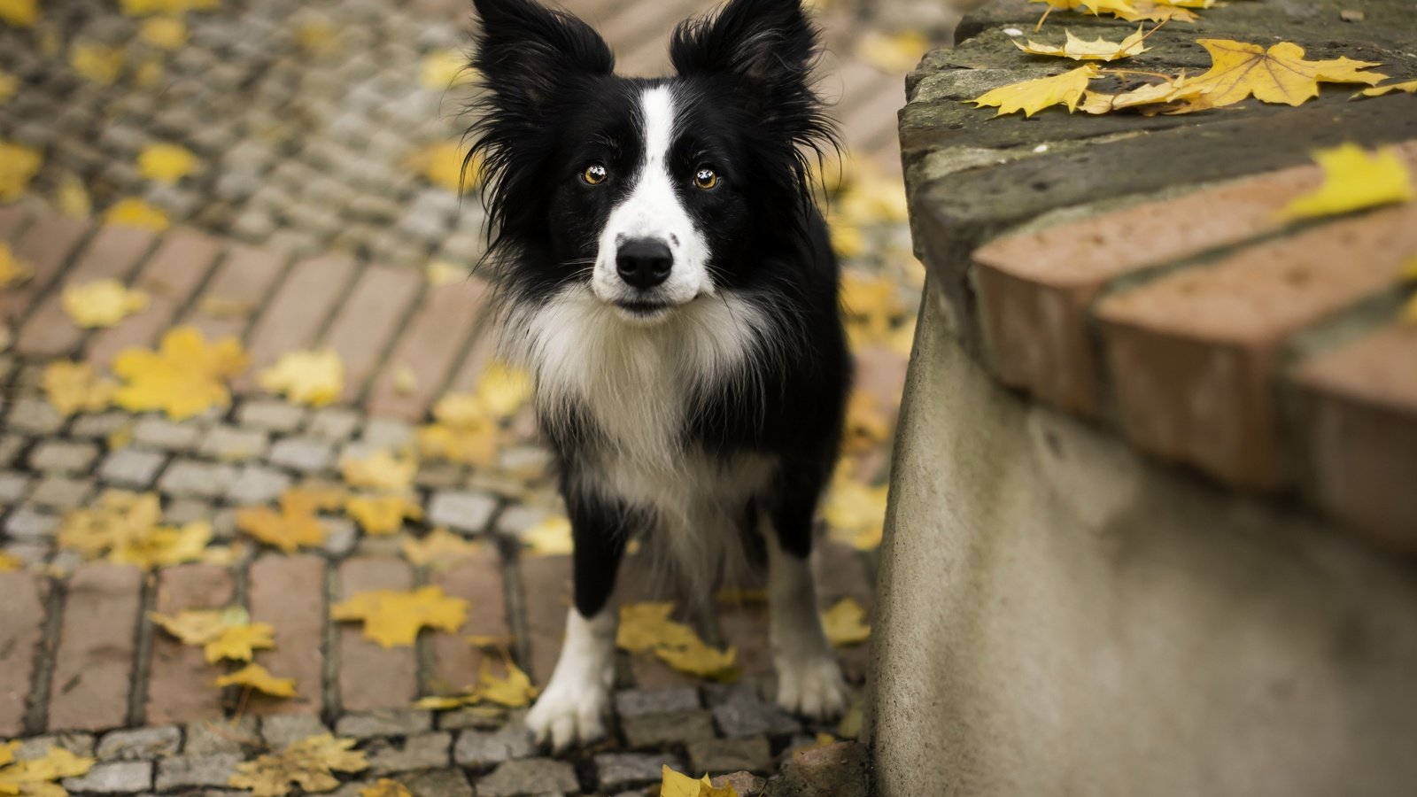 Обои взгляд, осень, собака, друг, look, autumn, dog, each разрешение 2880x1799 Загрузить