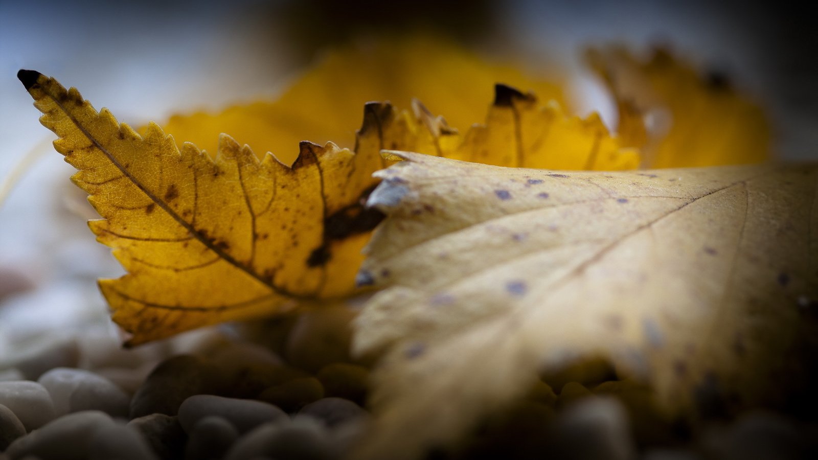 Обои природа, листья, осень, nature, leaves, autumn разрешение 2376x1584 Загрузить