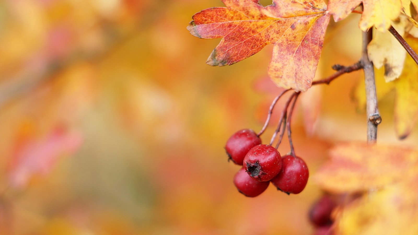 Обои осень, ягоды, плоды, боярышник, hawthorn berries, autumn, berries, fruit, hawthorn разрешение 2047x1264 Загрузить