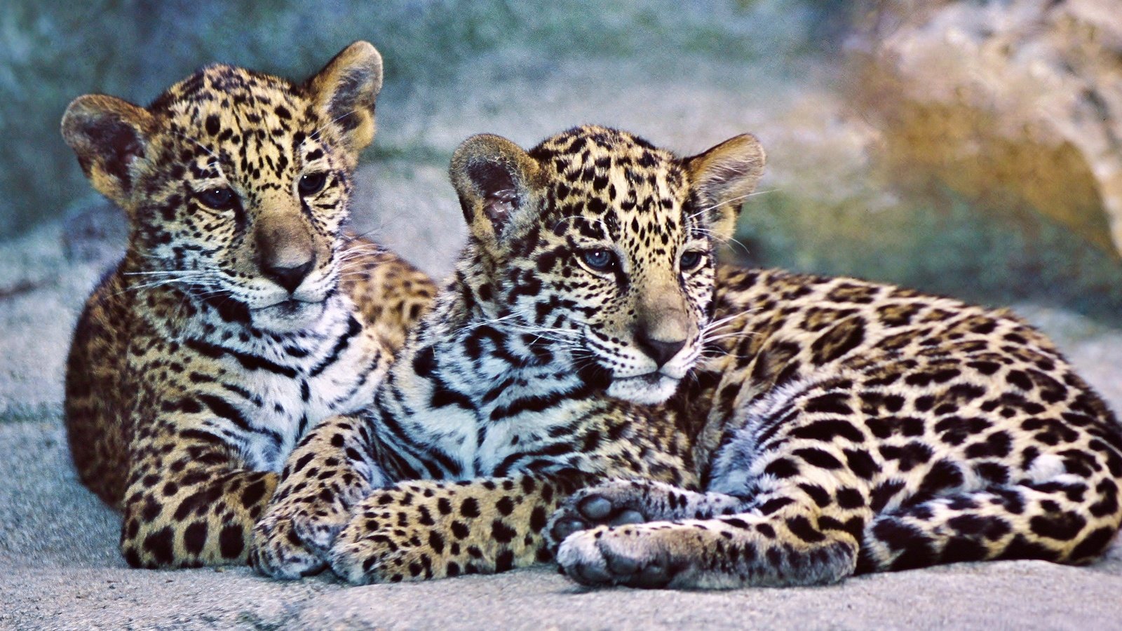 Обои животные, хищники, ягуа́р, ягуары, animals, predators, jaguar, jaguars разрешение 2880x1854 Загрузить
