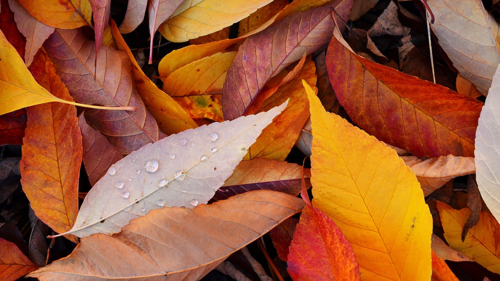 Обои природа, листья, осень, nature, leaves, autumn разрешение 2048x1325 Загрузить