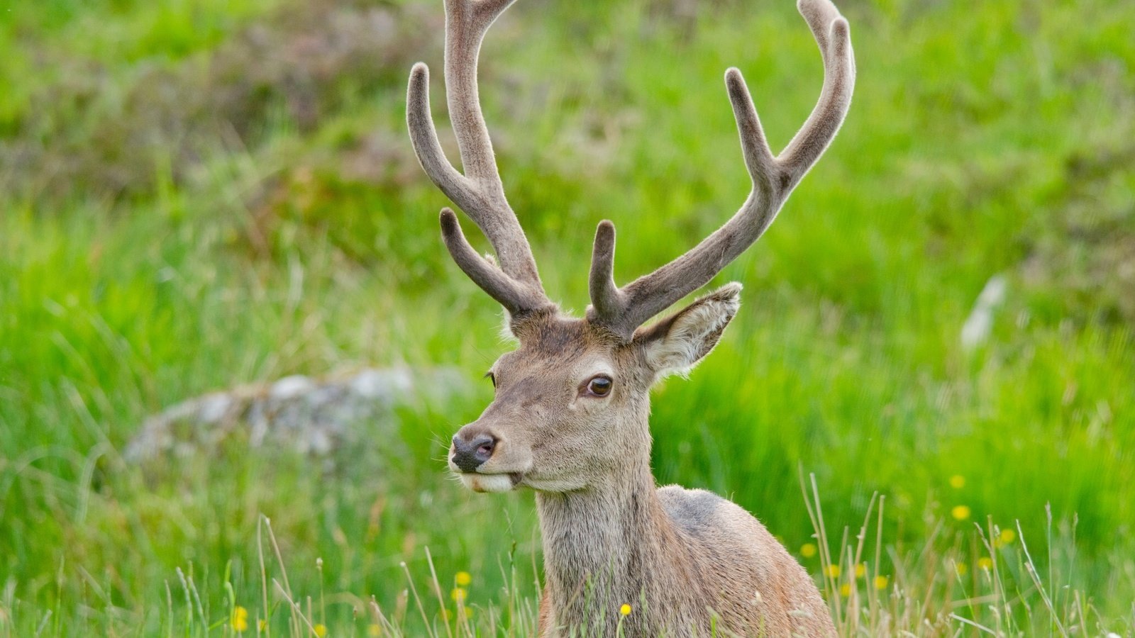 Обои олень, отдых, рога, deer, stay, horns разрешение 2048x1402 Загрузить