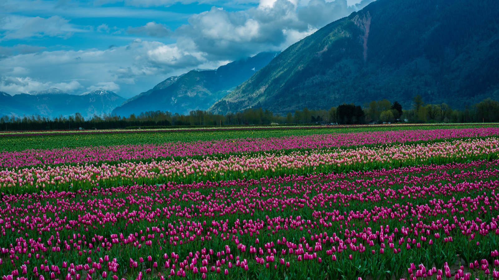 Обои небо, цветы, облака, горы, снег, природа, пейзаж, тюльпаны, the sky, flowers, clouds, mountains, snow, nature, landscape, tulips разрешение 2048x1367 Загрузить