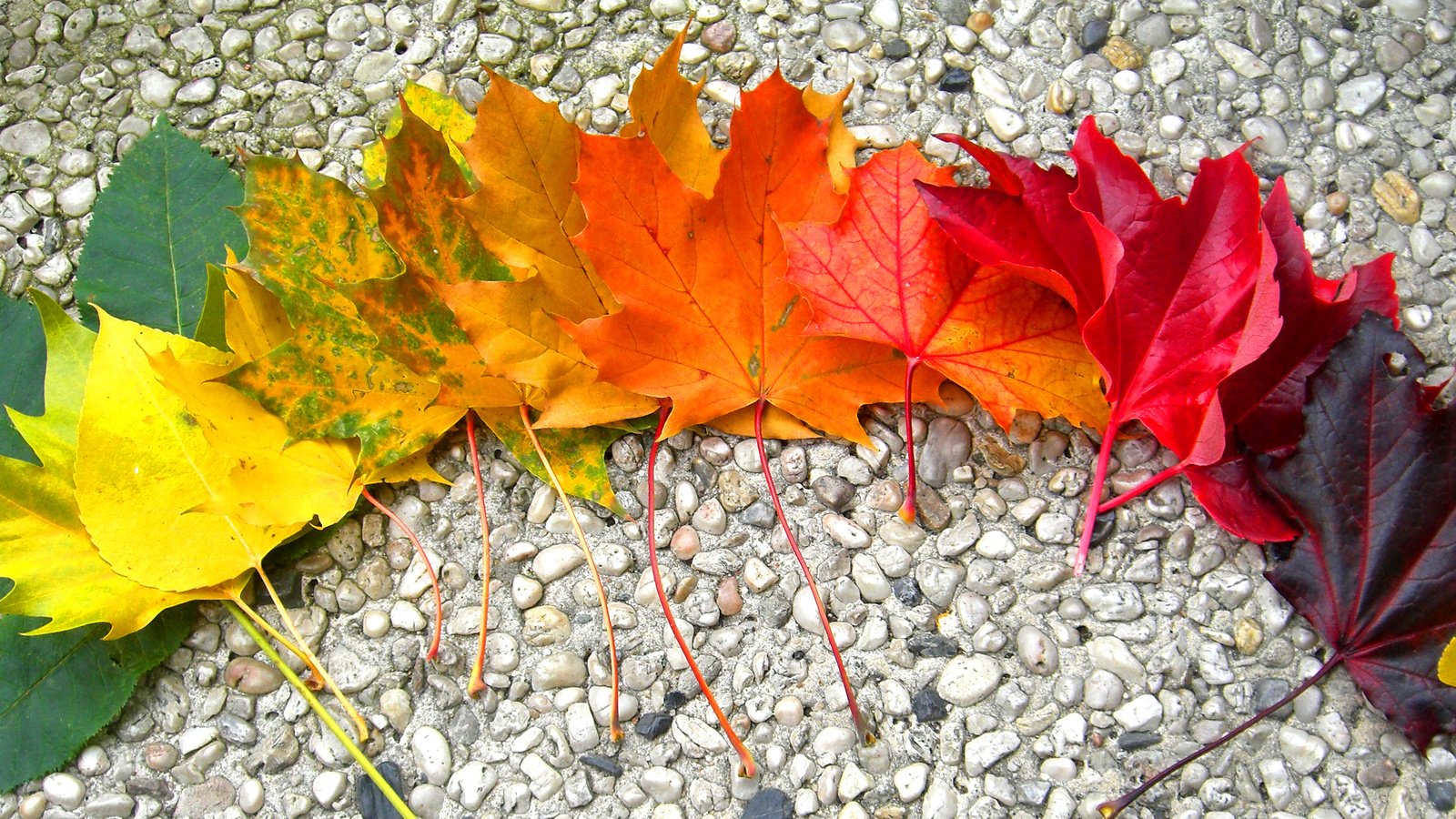 Обои камни, листья, осень, радуга, клен, stones, leaves, autumn, rainbow, maple разрешение 2968x1524 Загрузить