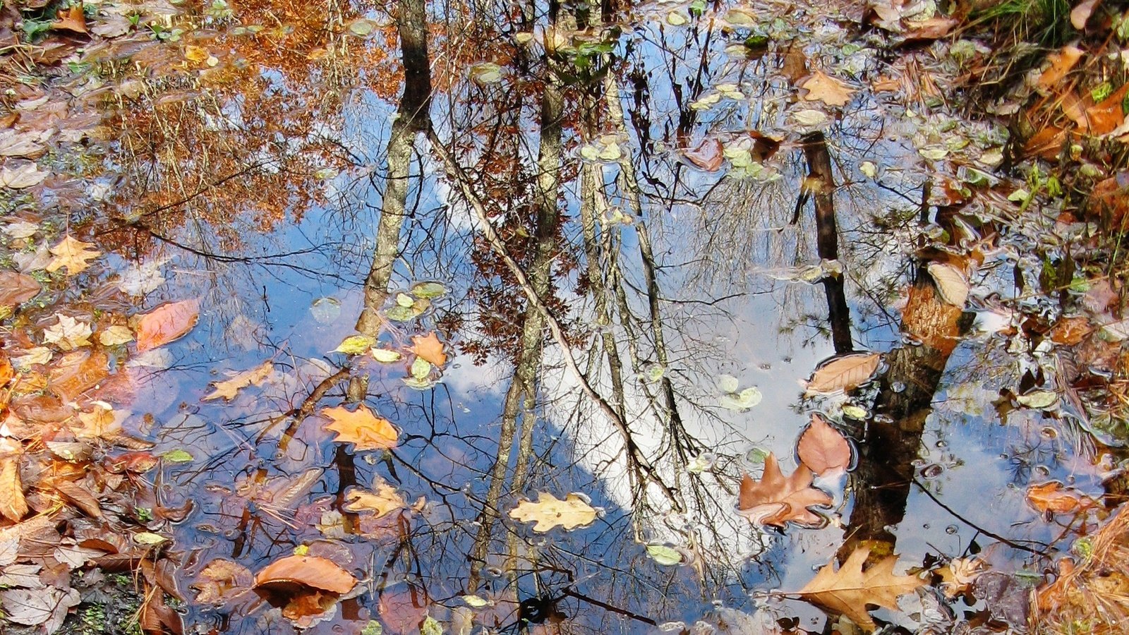Обои природа, листья, осень, лужа, nature, leaves, autumn, puddle разрешение 1941x1456 Загрузить