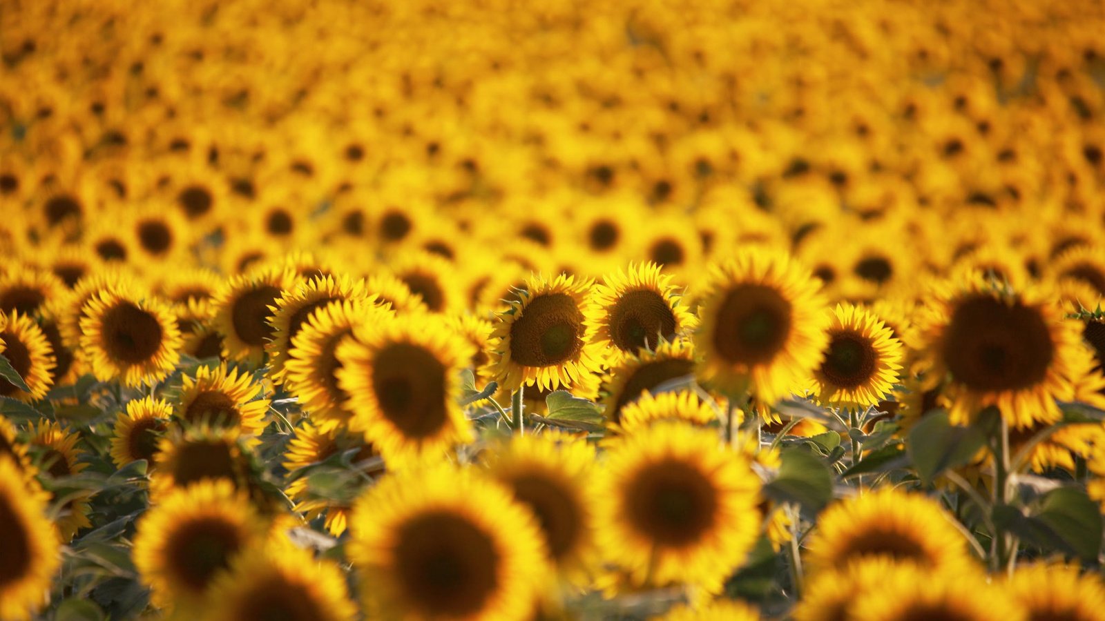 Обои цветы, поле, лето, подсолнухи, flowers, field, summer, sunflowers разрешение 2048x1361 Загрузить