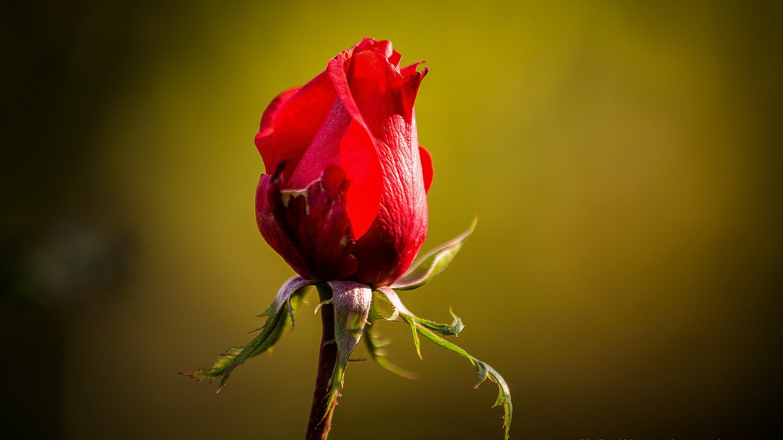 Обои фон, цветок, роза, ralf bitzer, background, flower, rose разрешение 2048x1365 Загрузить