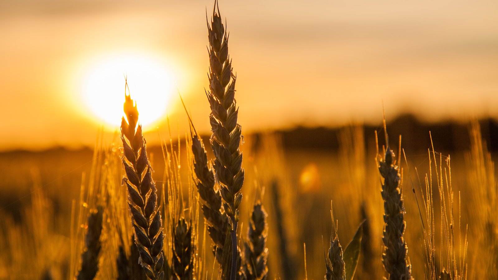 Обои солнце, природа, макро, поле, колосья, пшеница, the sun, nature, macro, field, ears, wheat разрешение 5033x3256 Загрузить