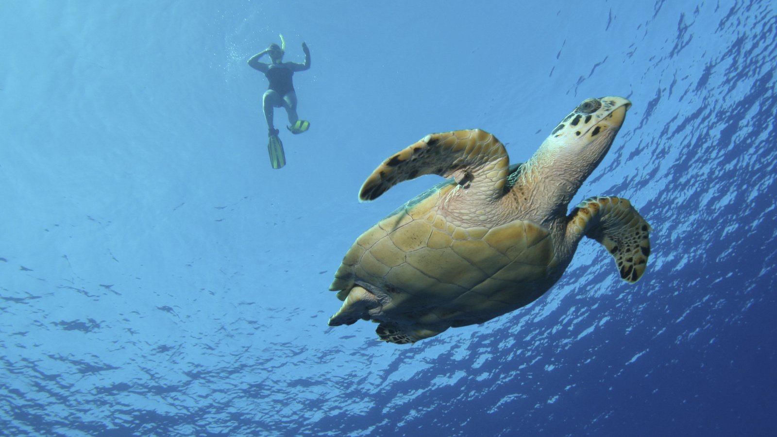 Обои вода, черепаха, плавание, frog legs, water, turtle, swimming разрешение 2524x1772 Загрузить
