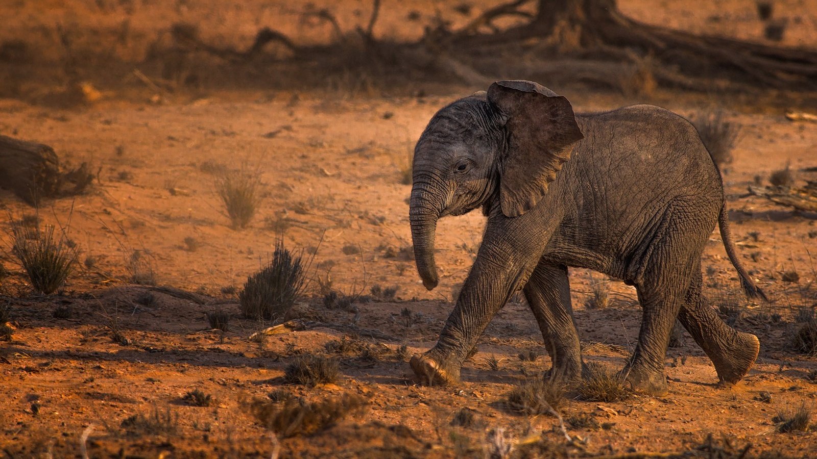 Обои животные, слон, слоненок, животно е, слоники, animals, elephant, elephants разрешение 2000x1329 Загрузить