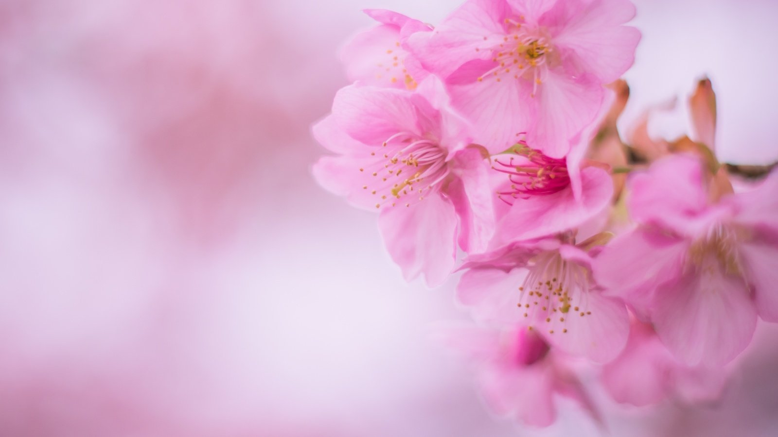 Обои розовый, вишня, сакура, pink, cherry, sakura разрешение 3000x2002 Загрузить