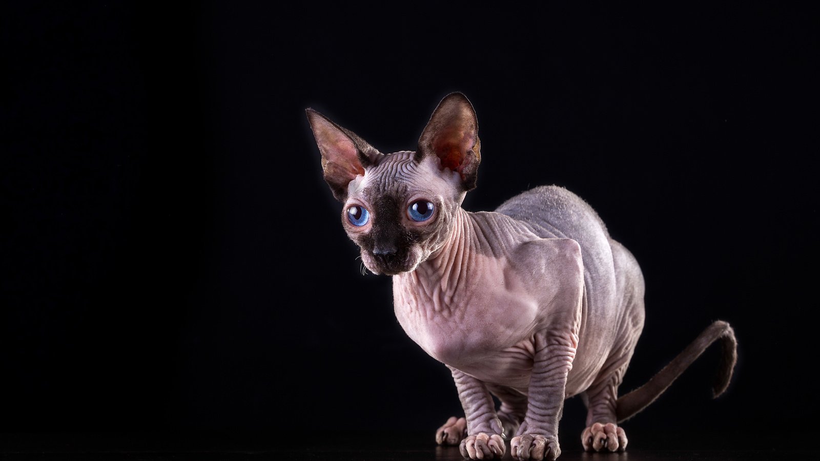 Обои кот, кошка, черный фон, голубые глаза, сфинкс, cat, black background, blue eyes, sphinx разрешение 4331x2887 Загрузить