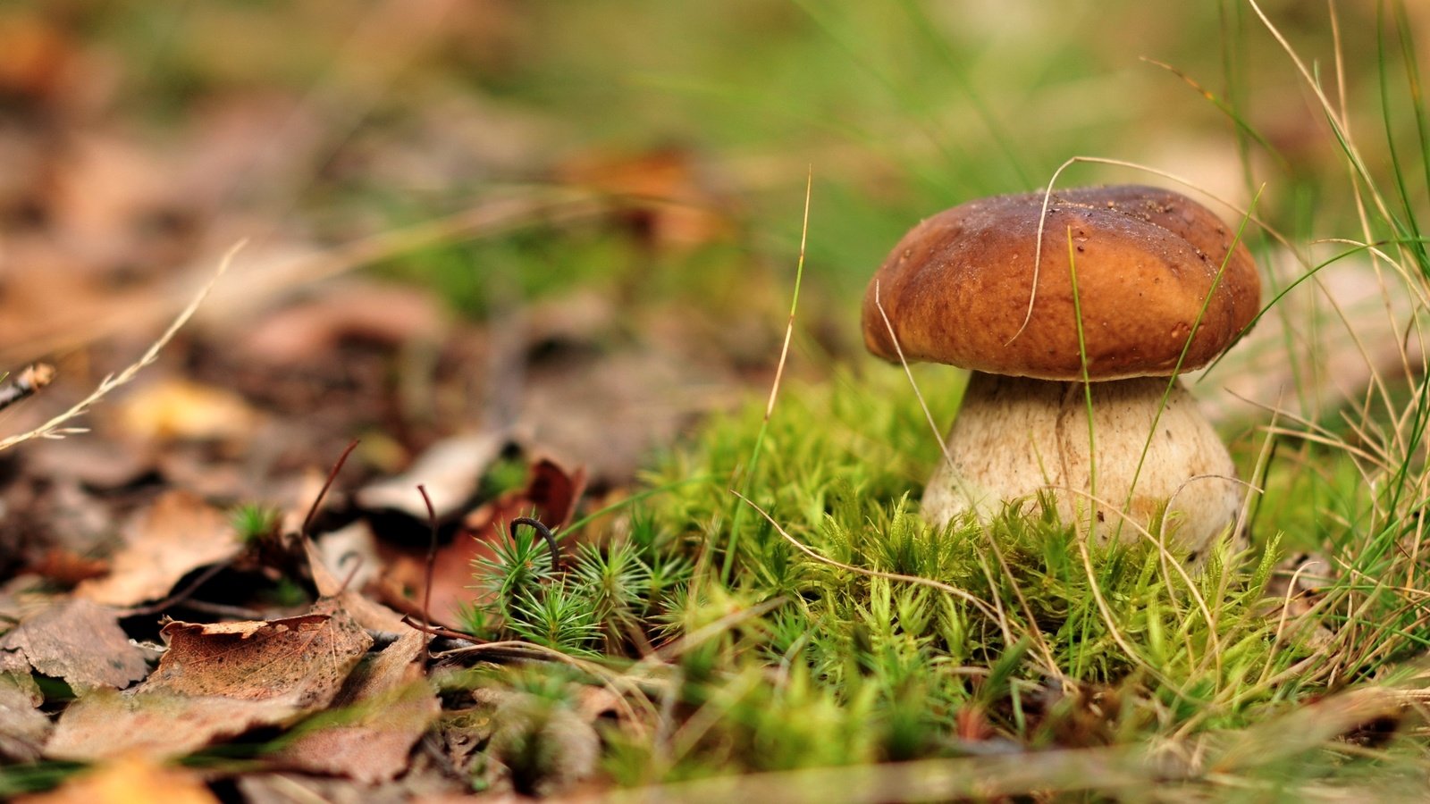 Обои гриб, мох, белый гриб, mushroom, moss, white mushroom разрешение 2500x1660 Загрузить