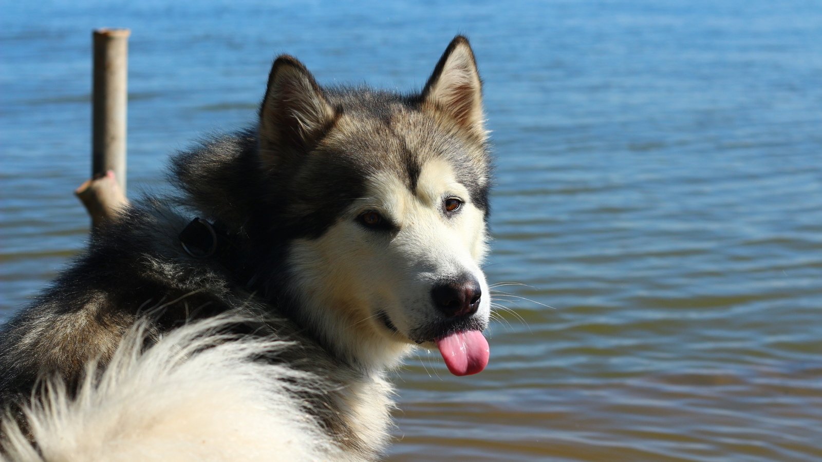 Обои животные, собака, язык, маламут, маломут, animals, dog, language, malamute, malamut разрешение 1920x1280 Загрузить