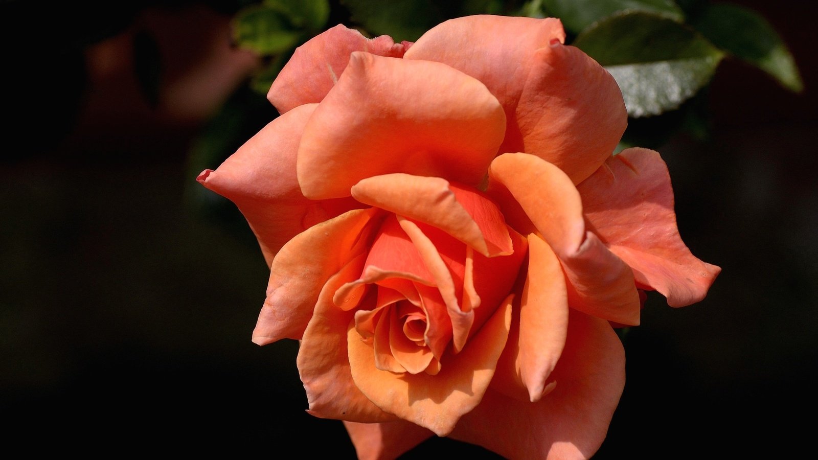 Обои макро, роза, бутон, macro, rose, bud разрешение 2048x1365 Загрузить