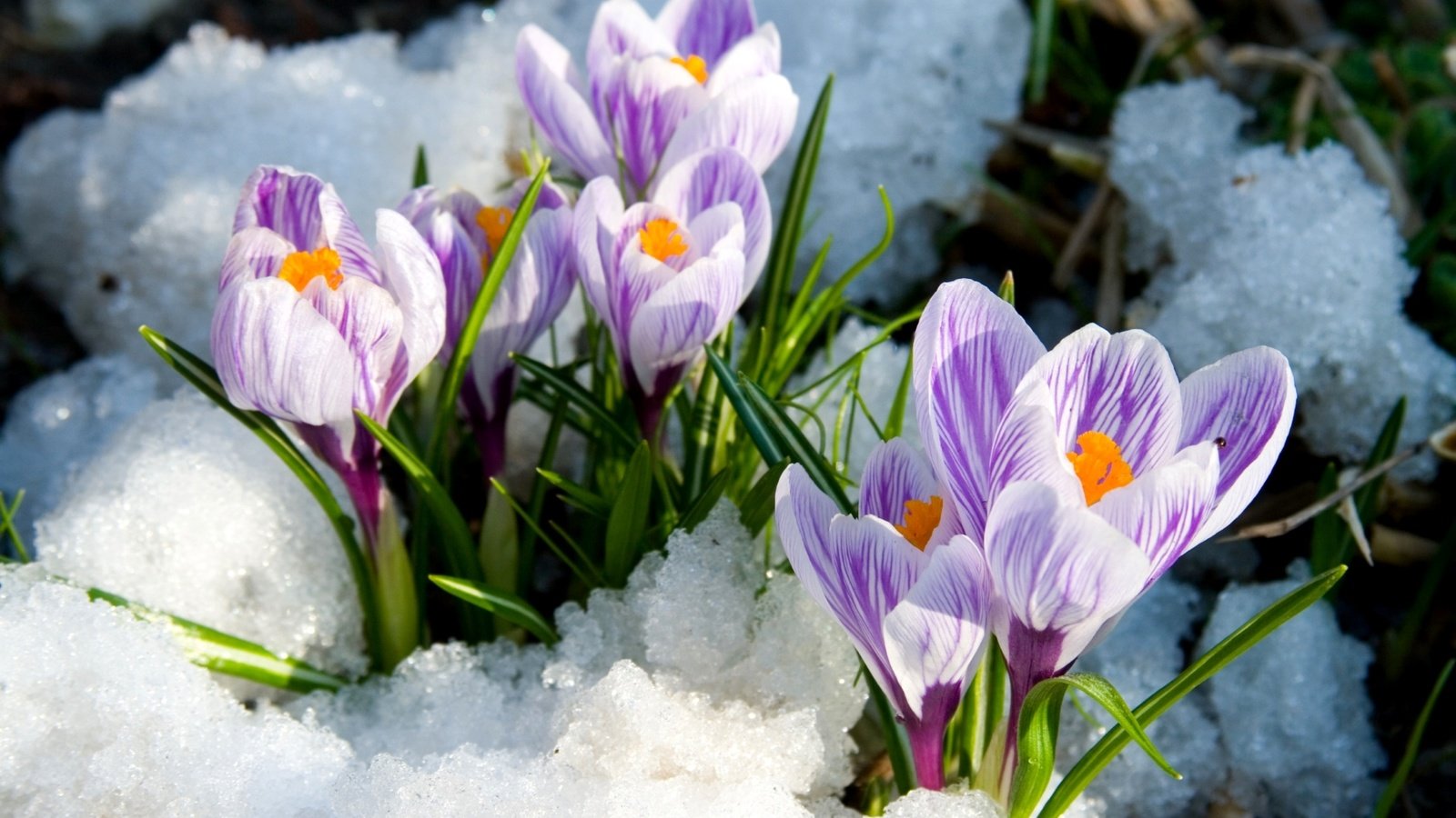 Обои снег, весна, крокусы, snow, spring, crocuses разрешение 1920x1233 Загрузить