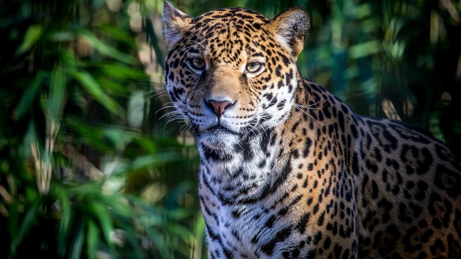 Обои морда, портрет, хищник, ягуар, face, portrait, predator, jaguar разрешение 2048x1366 Загрузить