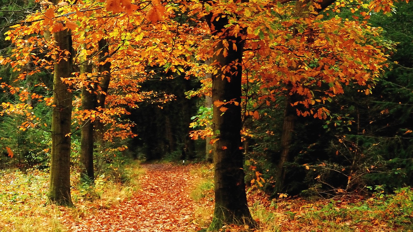 Обои деревья, лес, осень, тропинка, листопад, осен, trees, forest, autumn, path, falling leaves разрешение 2519x1714 Загрузить