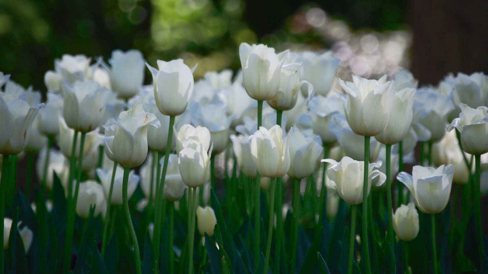 Обои цветы, тюльпаны, белые, много, flowers, tulips, white, a lot разрешение 3840x2127 Загрузить