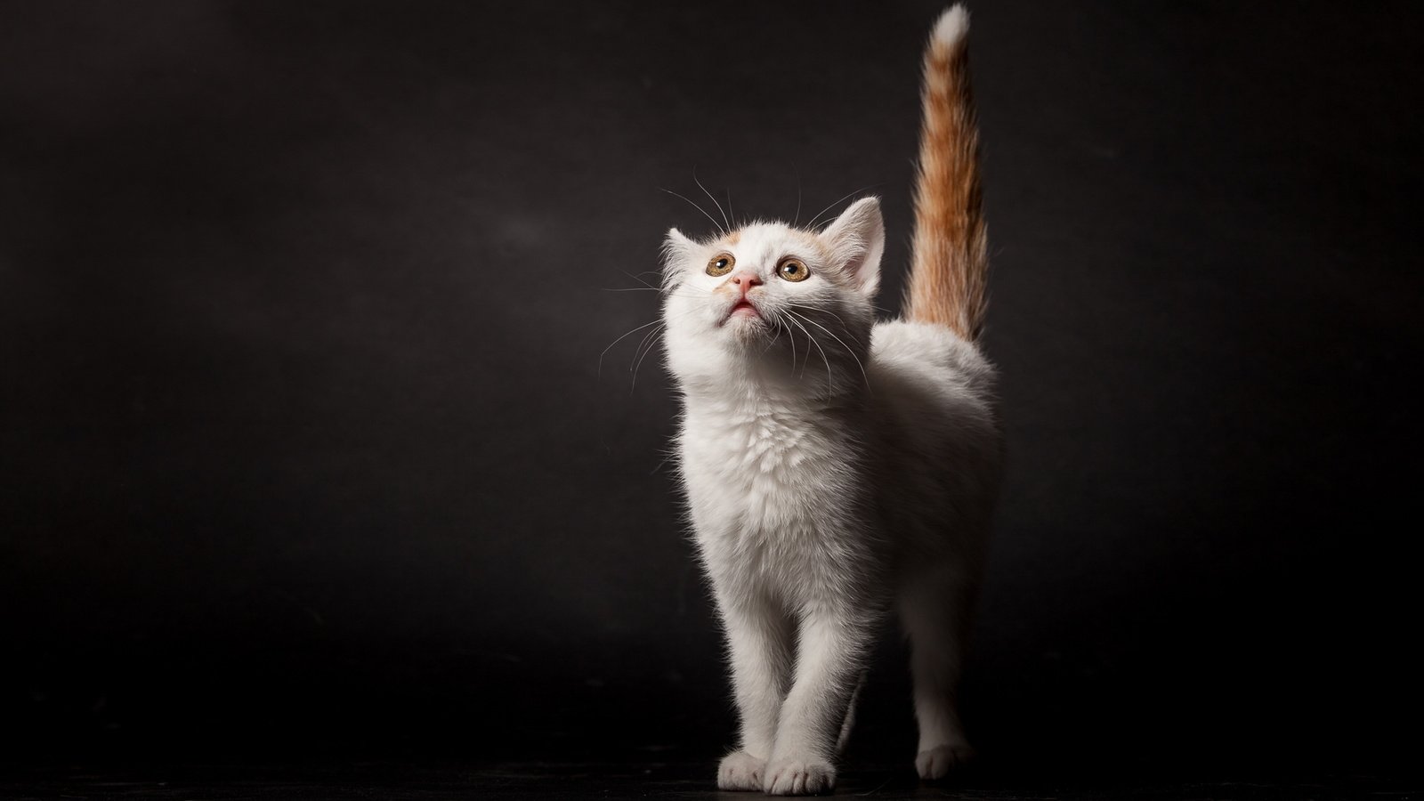 Обои поза, кошка, взгляд, котенок, темный фон, хвост, pose, cat, look, kitty, the dark background, tail разрешение 2048x1152 Загрузить