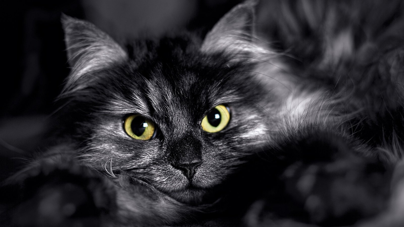 Обои глаза, кот, кошка, взгляд, пушистый, eyes, cat, look, fluffy разрешение 2880x1800 Загрузить