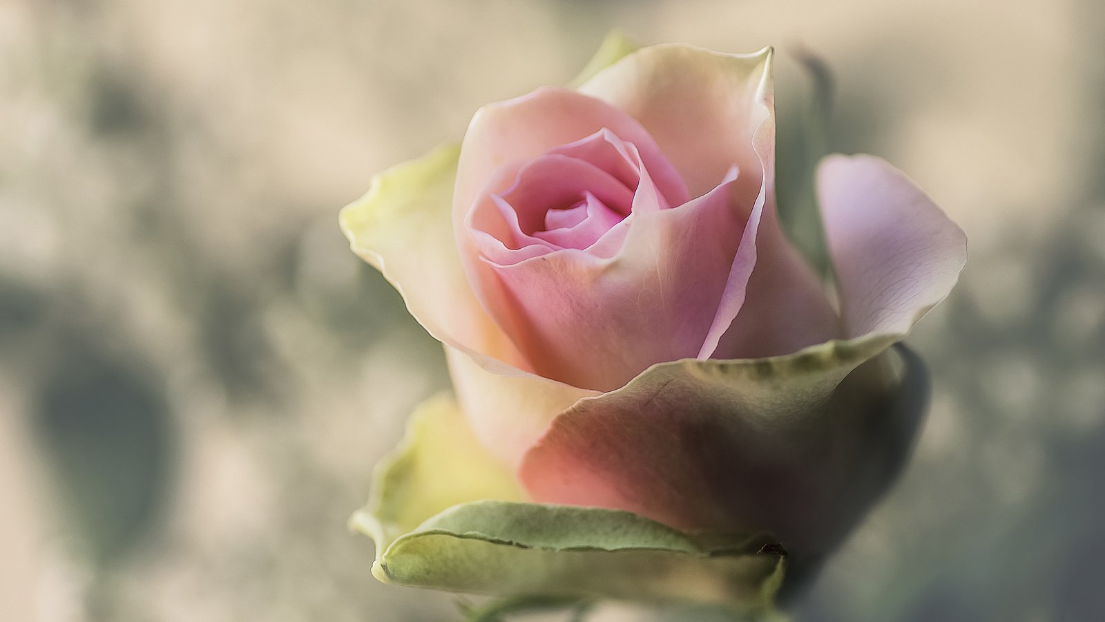 Обои макро, фон, цветок, роза, бутон, macro, background, flower, rose, bud разрешение 3600x2384 Загрузить