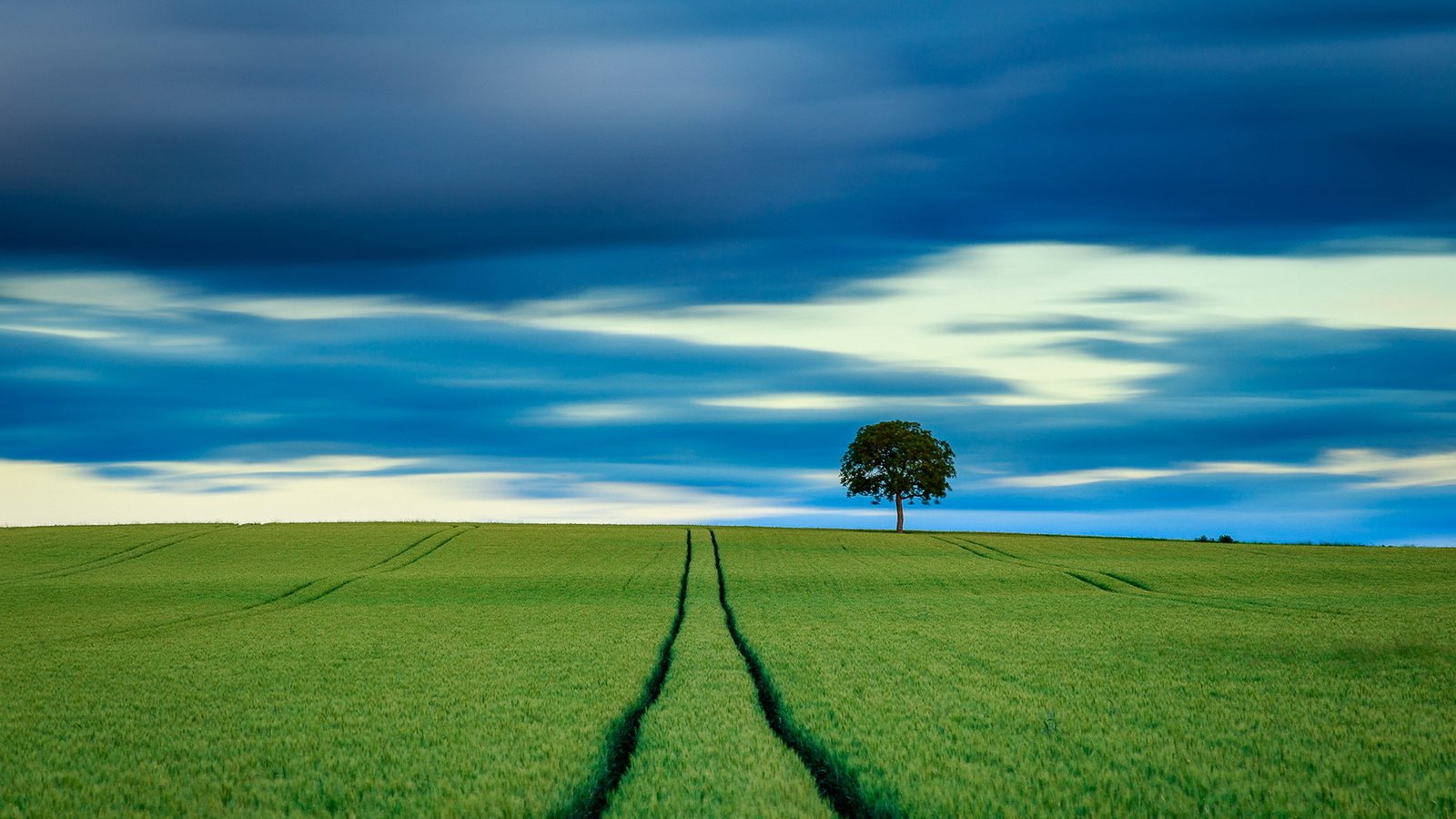 Обои небо, дерево, поле, горизонт, пшеница, the sky, tree, field, horizon, wheat разрешение 1920x1223 Загрузить