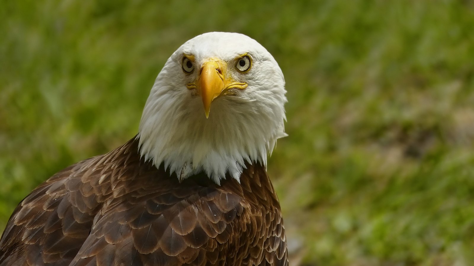 Обои портрет, взгляд, орел, птица, клюв, белоголовый орлан, portrait, look, eagle, bird, beak, bald eagle разрешение 2048x1152 Загрузить