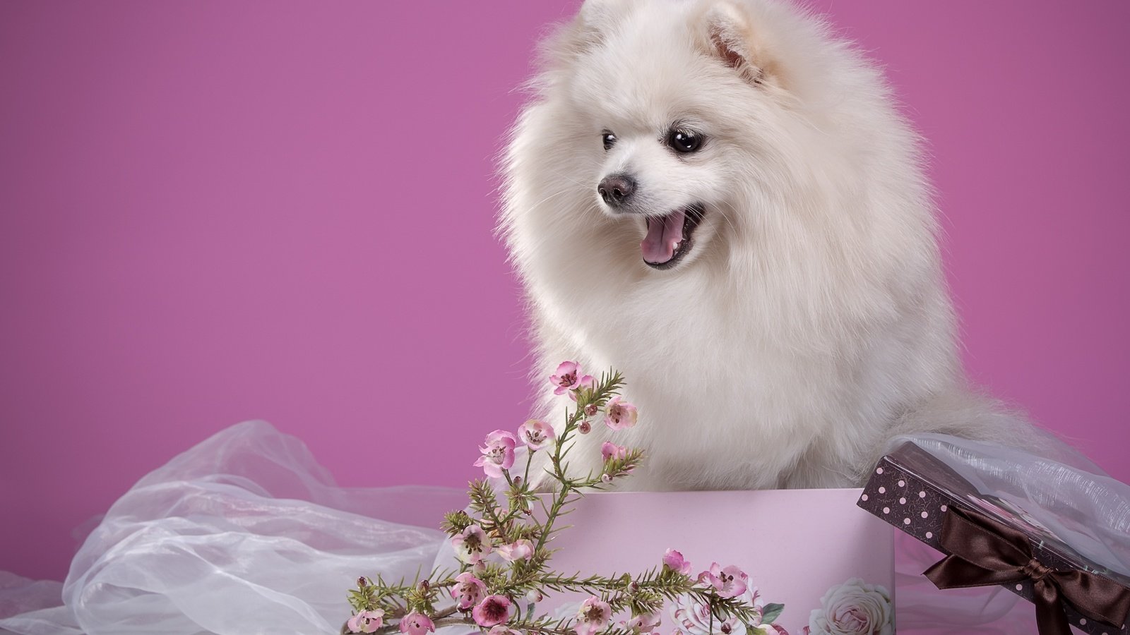 Обои цветы, пушистый, белый, щенок, коробка, шпиц, flowers, fluffy, white, puppy, box, spitz разрешение 2700x1796 Загрузить